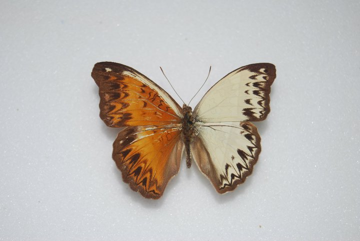 CYMOTHOE CAENIS Gynandromorph mozaique 2 (Internet Image property of respective owner, non-commercial use only)